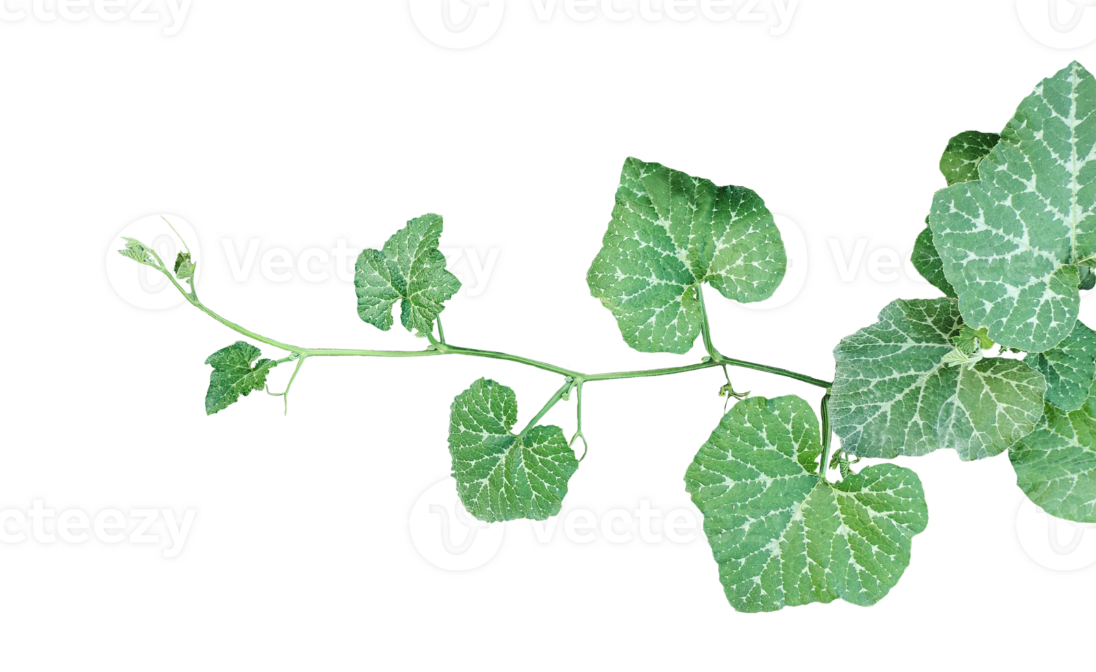 a green plant of pumpkin with leaves and branch, a green pumpkin leaves leaves on transparent background, close up photograph of pumpkin leave vine png