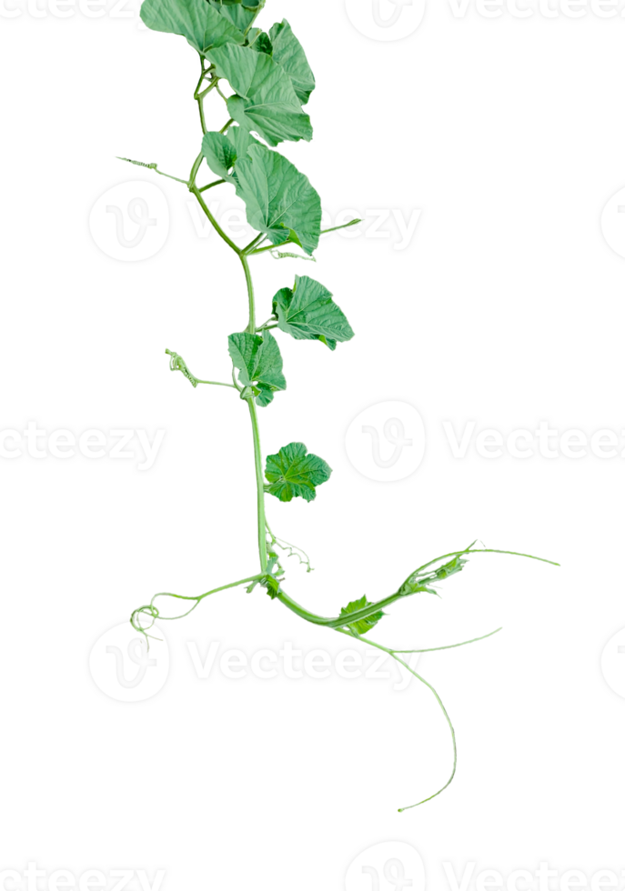 branch of a plant, green gourd plant vine isolated, a green plant with leaves on it, a gourd plant with green leaves on a transparent background, green leaves, ,green sprout, ivy leaves isolated png