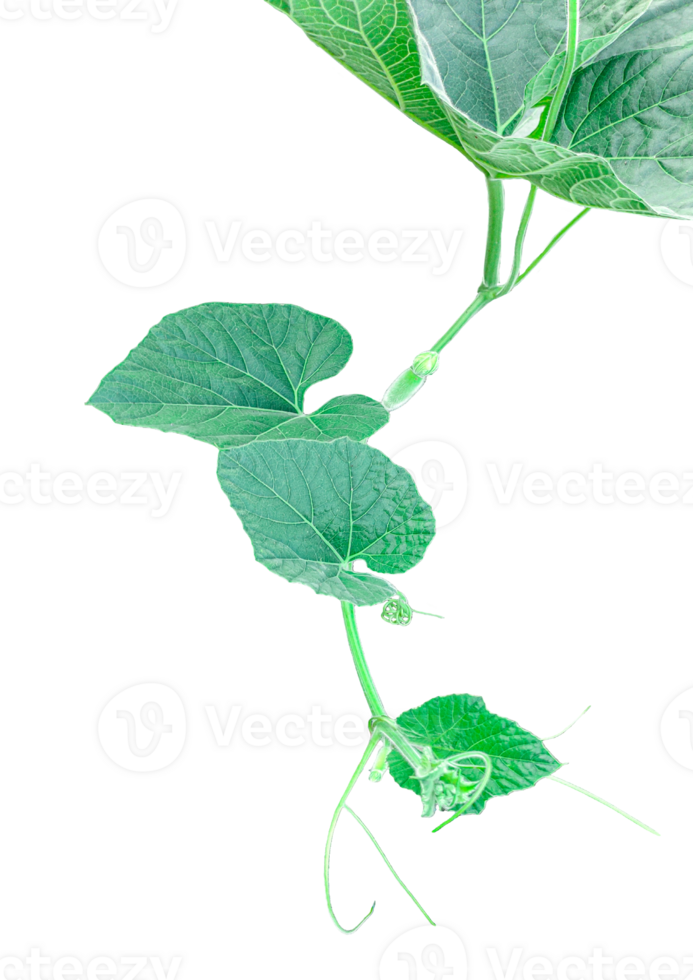 A hanging gourd plant isolated, a gourd plant branch with green leaves on a transparent background, png