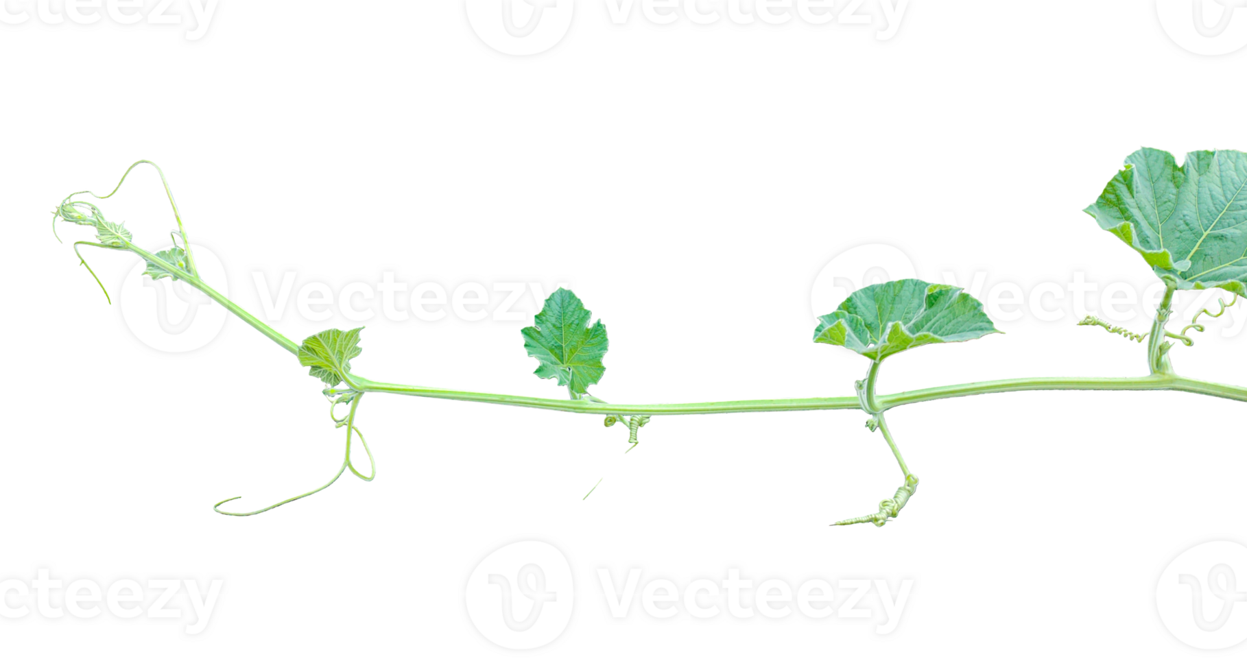 branch of a plant, green gourd plant vine isolated, a green plant with leaves on it, a gourd plant with green leaves on a transparent background, green leaves, ,green sprout, ivy leaves isolated png