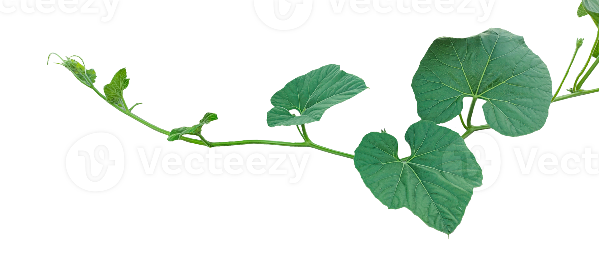 branch of a plant, green gourd plant vine isolated, a green plant with leaves on it, a gourd plant with green leaves on a transparent background, green leaves, ,green sprout, ivy leaves isolated png