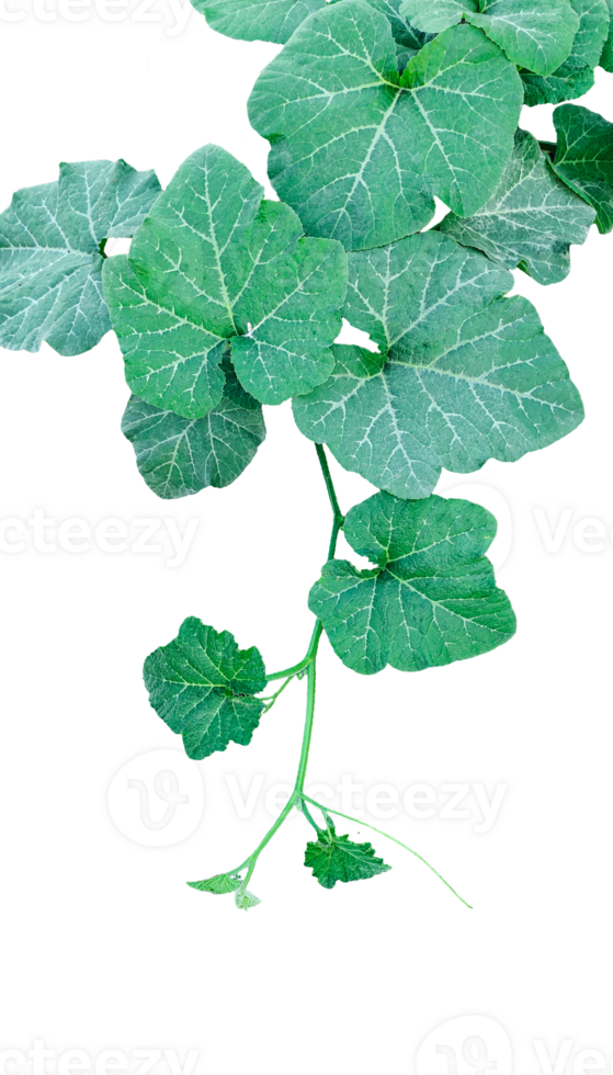 a green plant of pumpkin with leaves and branch, a green pumpkin leaves leaves on transparent background, close up photograph of pumpkin leave vine png