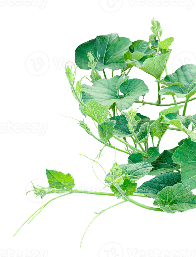a gourd vine with green leaves isolated on background, ,branch of a tree, a plant bush with green leaves on it, a gourd plant with green leaves on a transparent background, a gourd vine with gree png