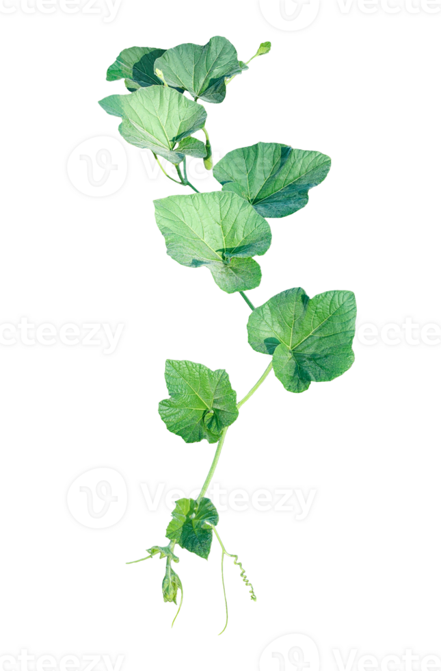 a gourd vine with green leaves and leaves on it, a gourd plant branch with green leaves on a transparent background, png