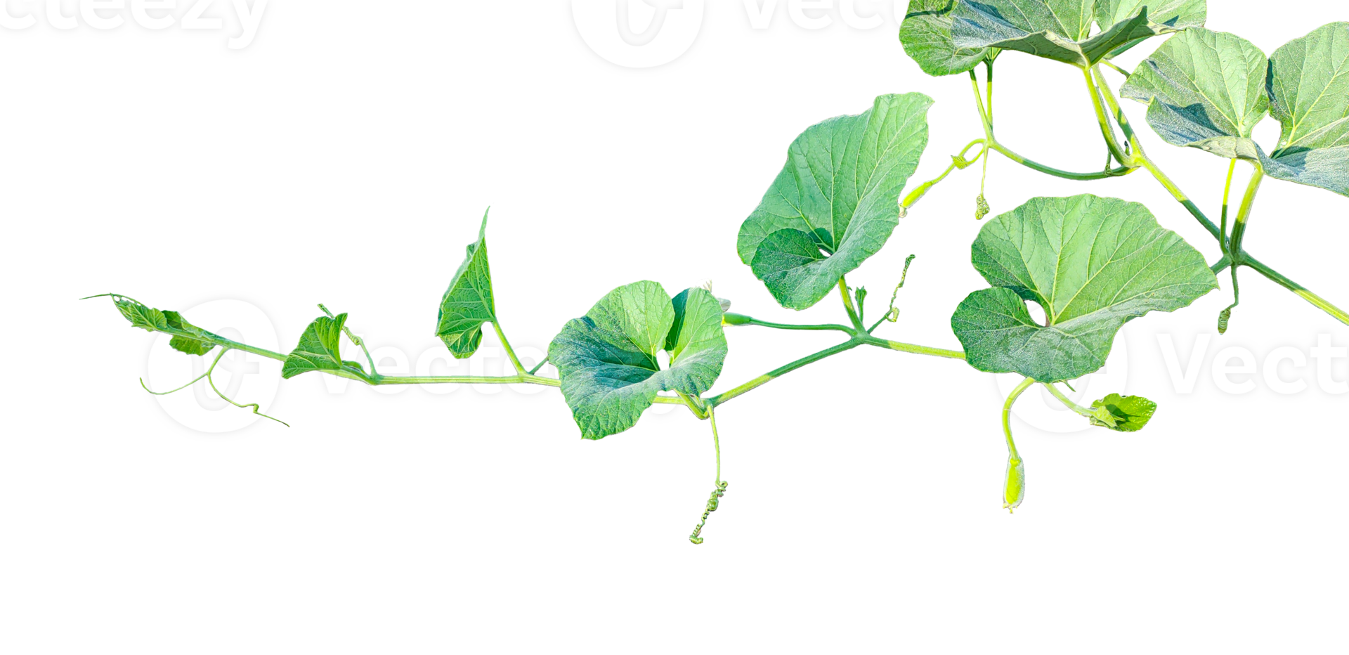 branch of a plant, green gourd plant vine isolated, a green plant with leaves on it, a gourd plant with green leaves on a transparent background, green leaves, ,green sprout, ivy leaves isolated png