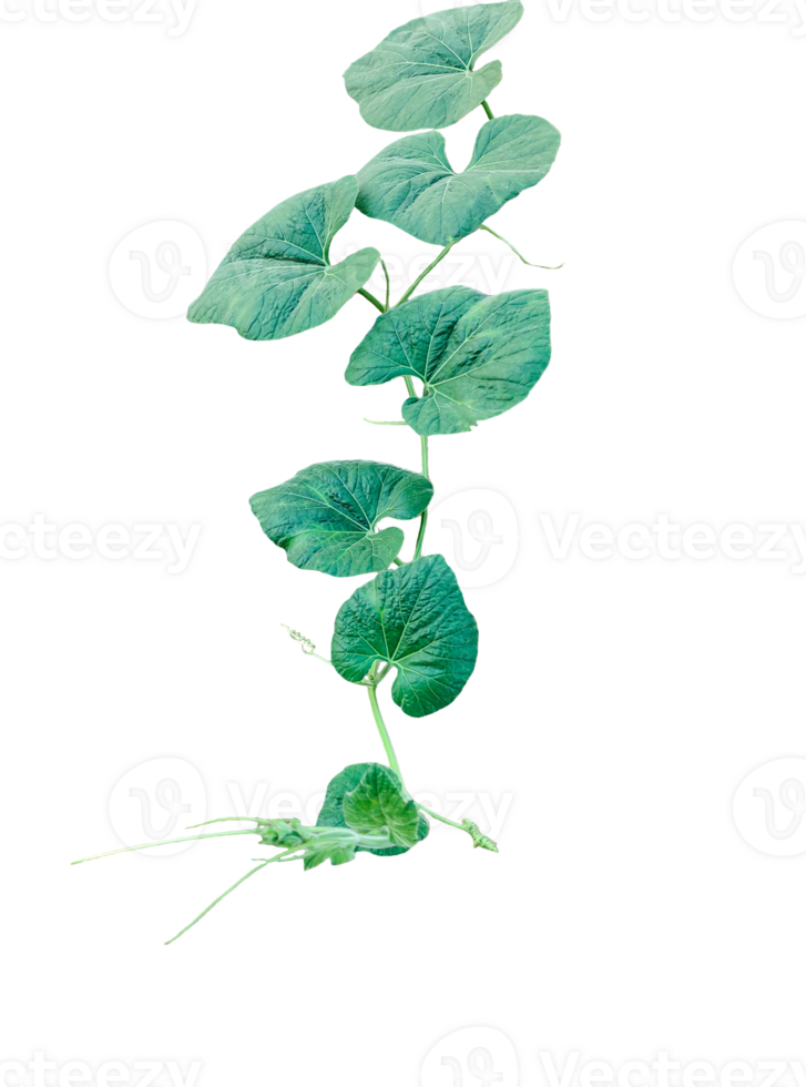 green vine leaves photography, a gourd vine with green leaves and leaves on it, a gourd plant branch with green leaves on a transparent background, png