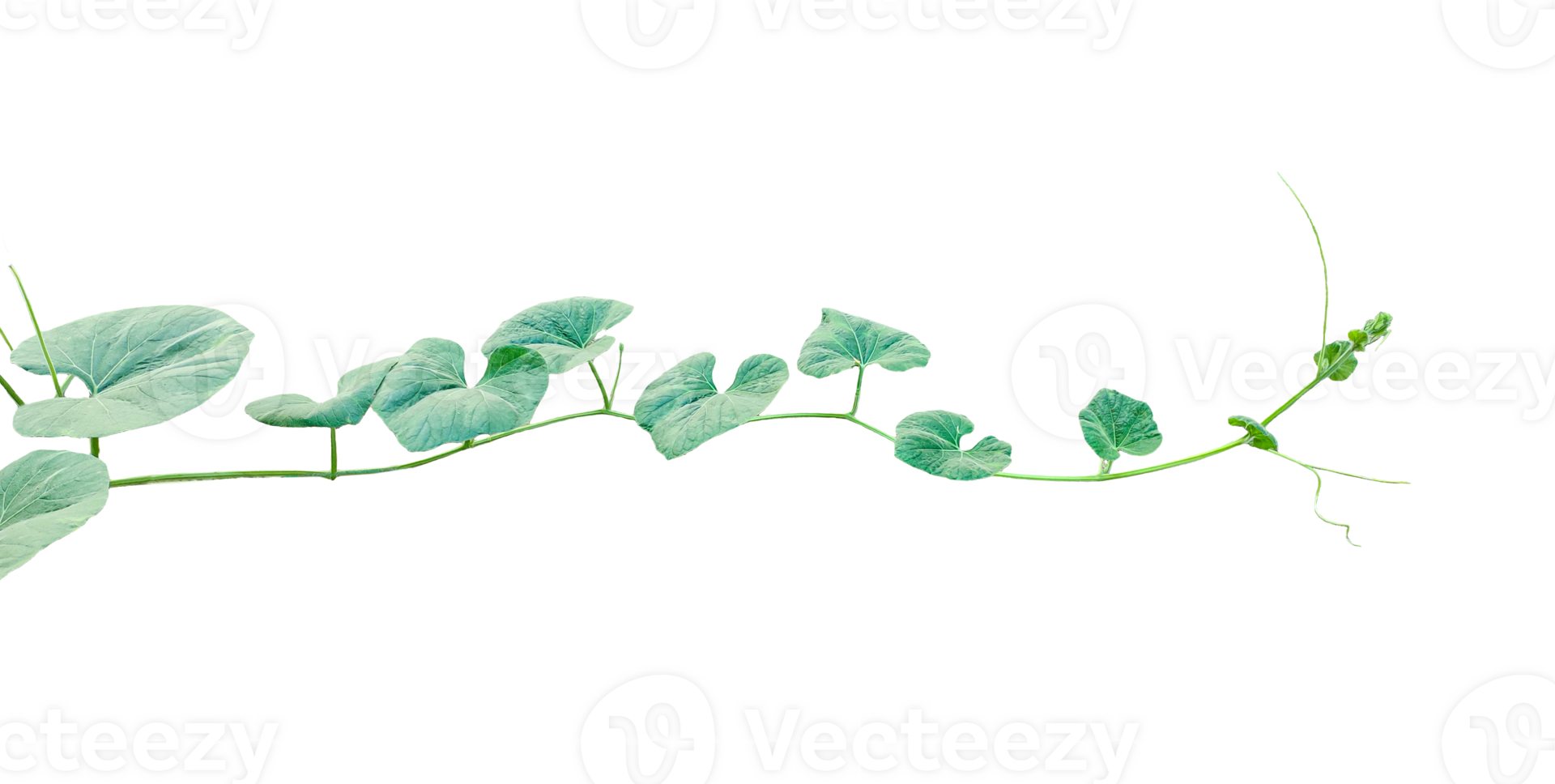 branch of a plant, green gourd plant vine isolated, a green plant with leaves on it, a gourd plant with green leaves on a transparent background, green leaves, ,green sprout, ivy leaves isolated png