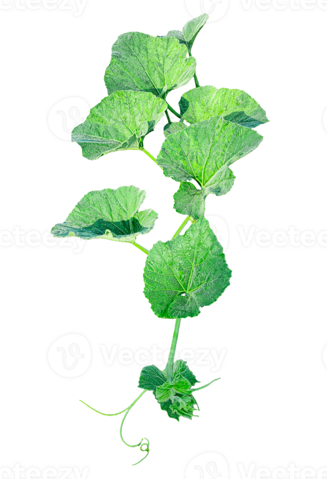 branch of a plant, green gourd plant vine isolated, a green plant with leaves on it, a gourd plant with green leaves on a transparent background, green leaves, ,green sprout, ivy leaves isolated png
