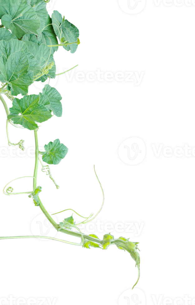 green vine leaves photography, a gourd vine with green leaves and leaves on it, a gourd plant branch with green leaves on a transparent background, png