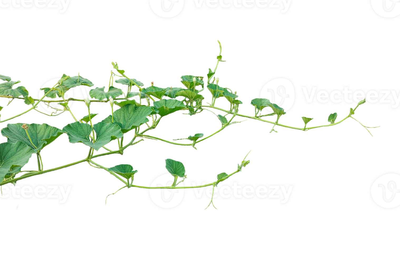 a gourd vine with green leaves isolated on background, ,branch of a tree, a plant bush with green leaves on it, a gourd plant with green leaves on a transparent background, a gourd vine with gree png