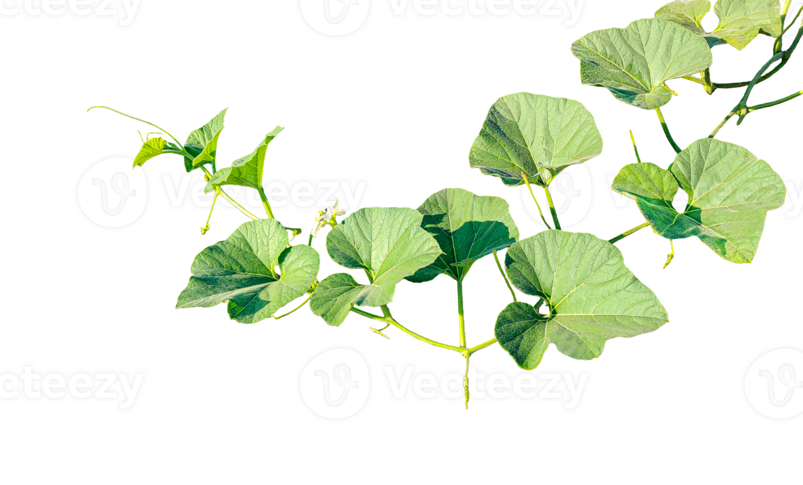 branch of a plant, green gourd plant vine isolated, a green plant with leaves on it, a gourd plant with green leaves on a transparent background, green leaves, ,green sprout, ivy leaves isolated png