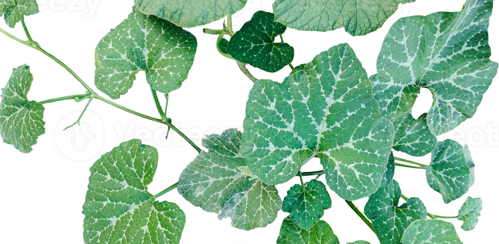 a green plant of pumpkin with leaves and branch, a green pumpkin leaves leaves on transparent background, close up photograph of pumpkin leave vine png