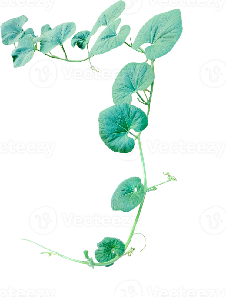 A hanging gourd plant isolated, a gourd plant branch with green leaves on a transparent background, png