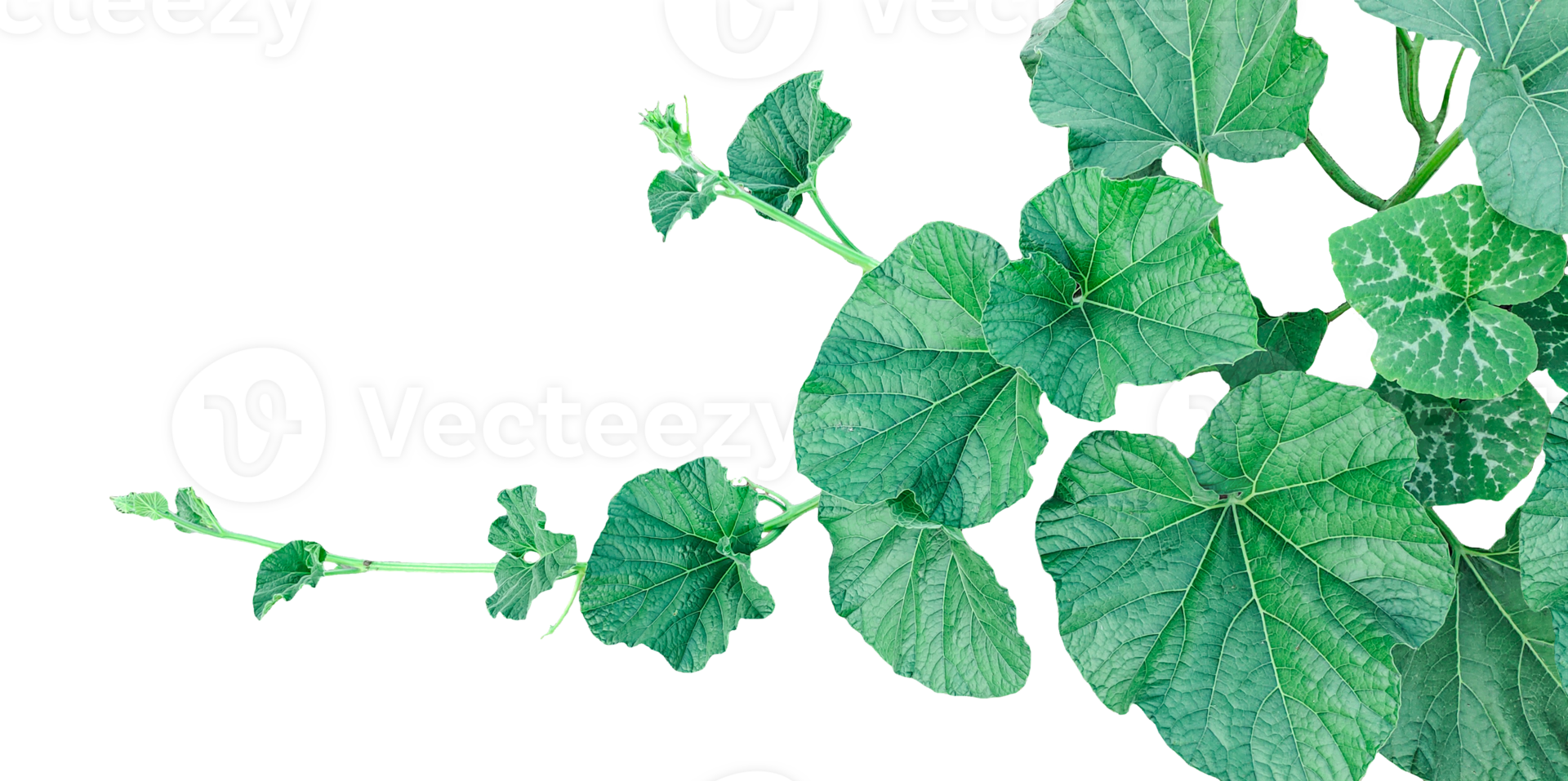 branch of a plant, green gourd plant vine isolated, a green plant with leaves on it, a gourd plant with green leaves on a transparent background, green leaves, ,green sprout, ivy leaves isolated png