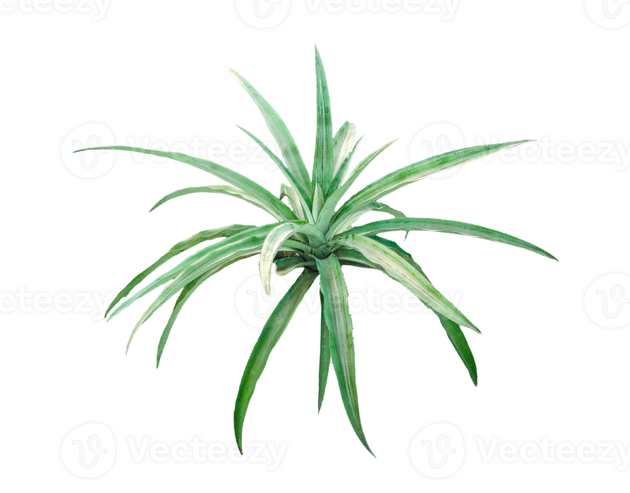 air plant close up photography on transparent background, A Top-Down View of Vibrant Green Leaves Radiating Outward, green color spider plant on , leaf isolated on , air tree isolated, png