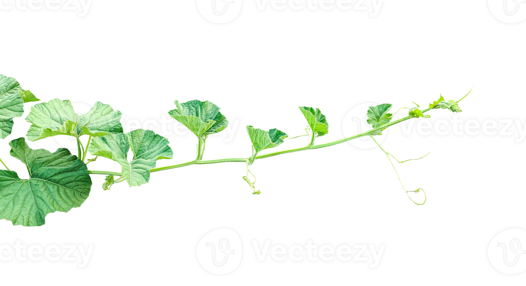 branch of a plant, green gourd plant vine isolated, a green plant with leaves on it, a gourd plant with green leaves on a transparent background, green leaves, ,green sprout, ivy leaves isolated png