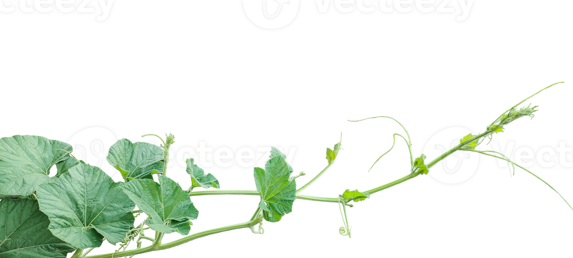 branch of a plant, green gourd plant vine isolated, a green plant with leaves on it, a gourd plant with green leaves on a transparent background, green leaves, ,green sprout, ivy leaves isolated png