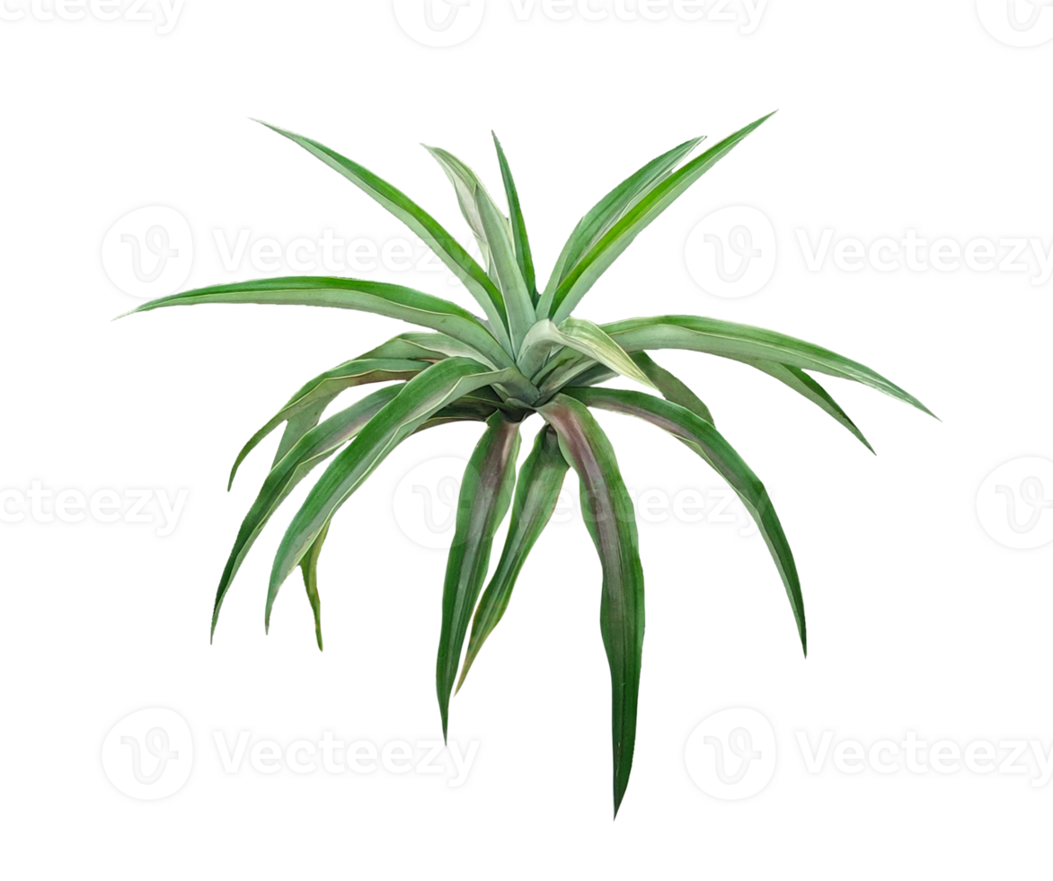 air plant close up photography on transparent background, A Top-Down View of Vibrant Green Leaves Radiating Outward, green color spider plant on , leaf isolated on , air tree isolated, png