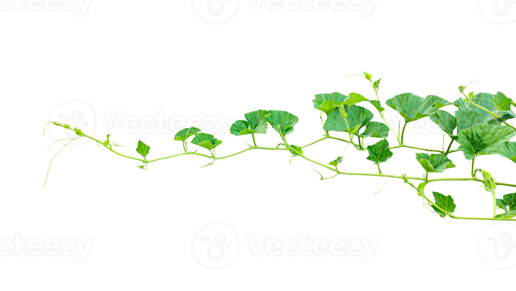 branch of a plant, green gourd plant vine isolated, a green plant with leaves on it, a gourd plant with green leaves on a transparent background, green leaves, ,green sprout, ivy leaves isolated png