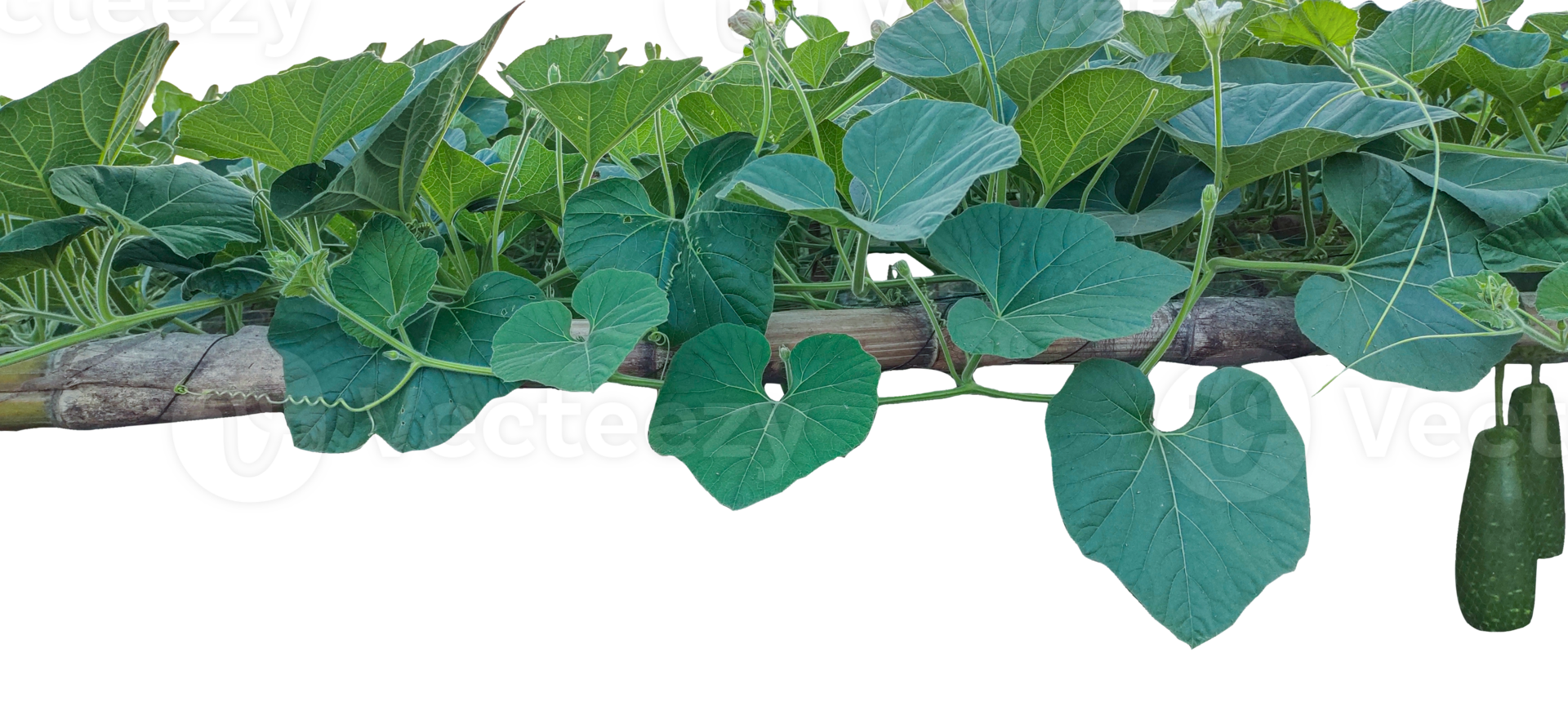 branch of a tree with leaves, a gourd plant with green leaves and leaves on a branch, a gourd plant growing on a branch, png