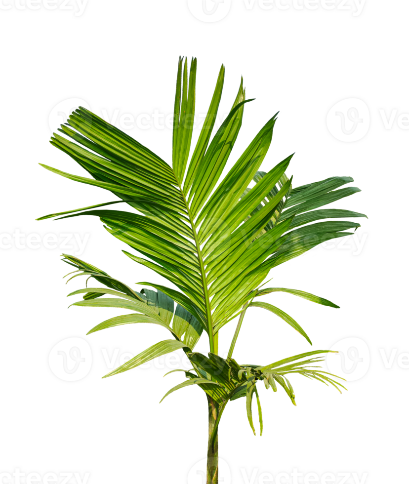 A Betel nut tree plant isolated on transparent, A green Betel nut tree leaf on , palm tree plant on transparent background png