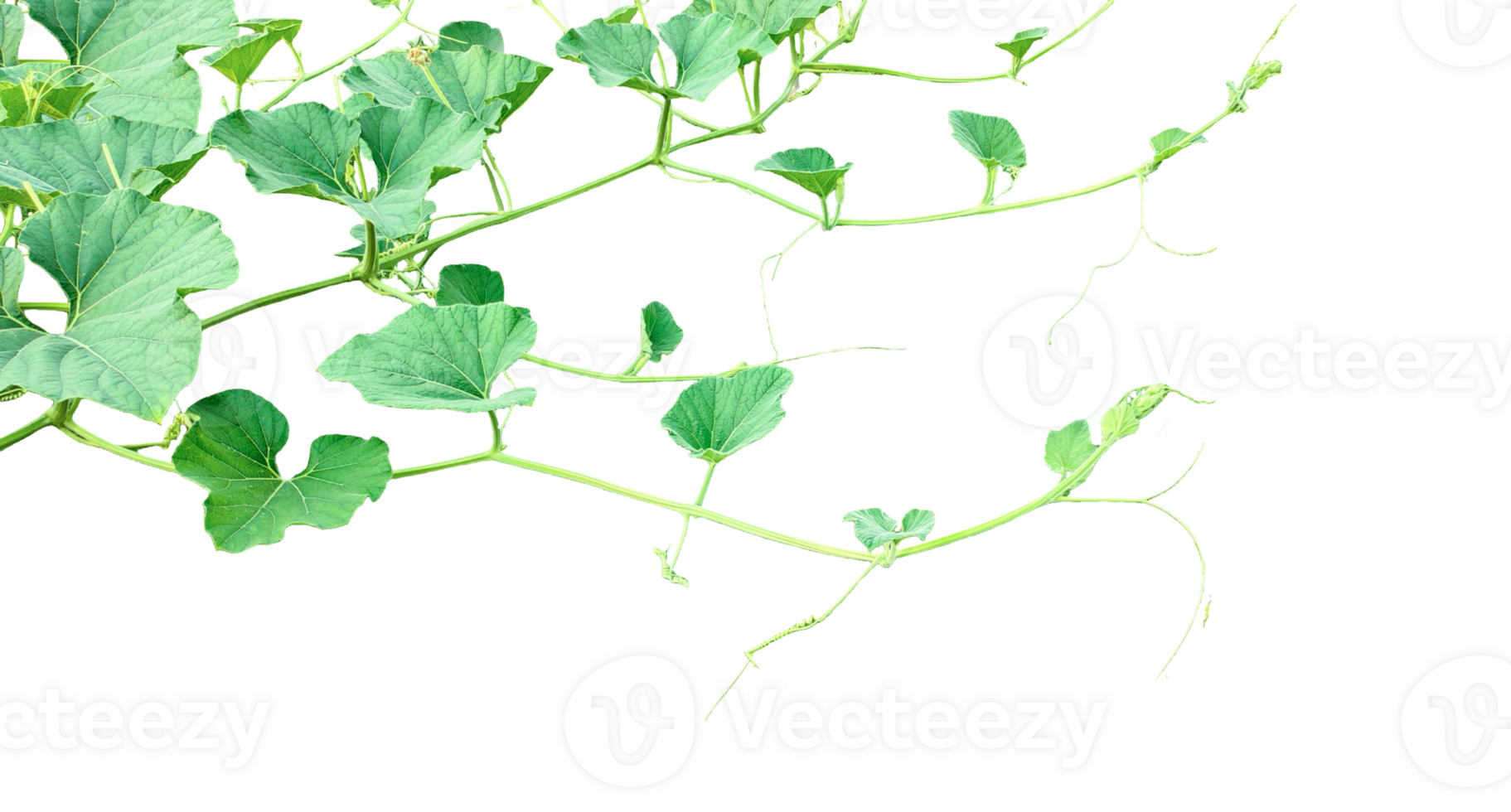 a gourd plant with green leaves on a transparent background, a gourd vine with green leaves isolated on , png