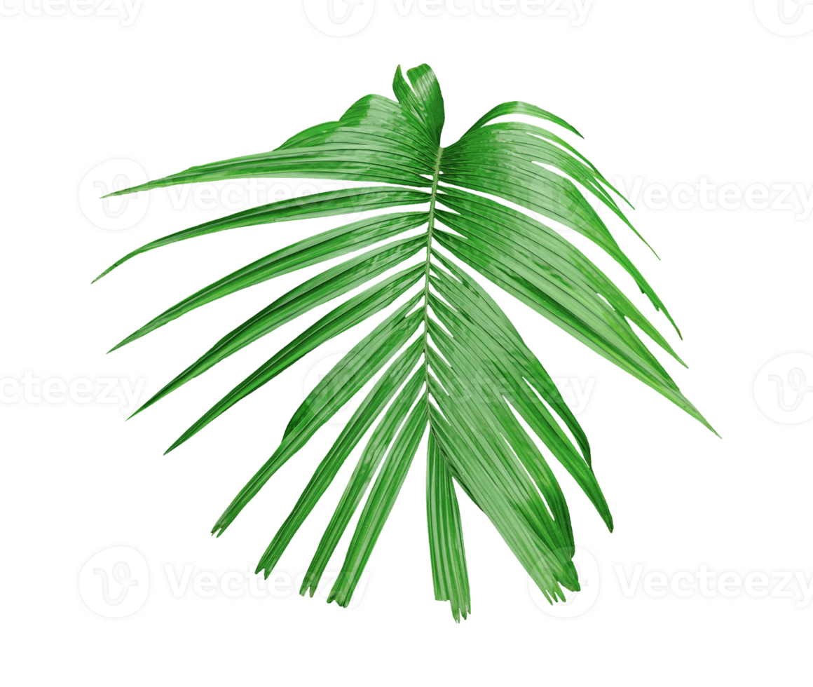 A single Betel nut tree branch close up image on background, palm tree branch photo, Betel nut tree branch isolated, palm leaf on transparent background, green palm tree branch transparent png