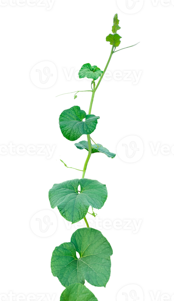 branch of a plant, green gourd plant vine isolated, a green plant with leaves on it, a gourd plant with green leaves on a transparent background, green leaves, ,green sprout, ivy leaves isolated png