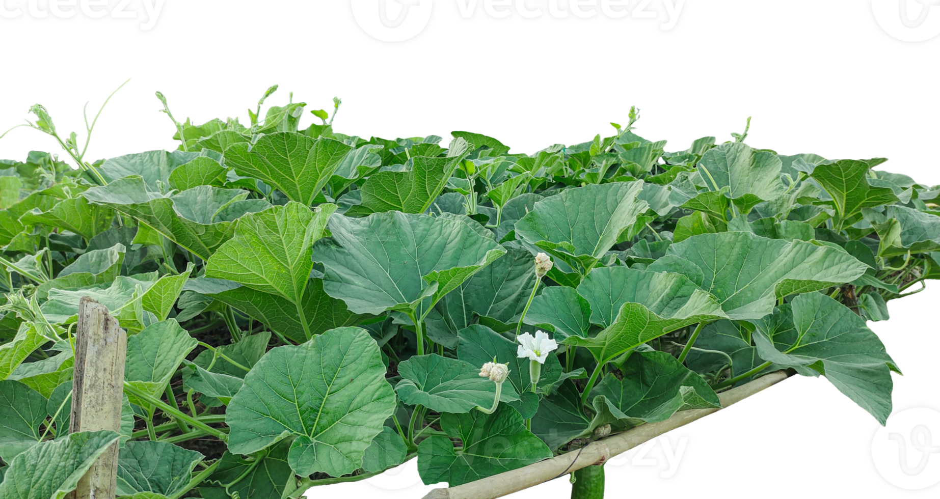 a vegetable garden with green plants on a wooden frame, cabbage growing in the garden, gourd tree branch with green leaf and white flower png