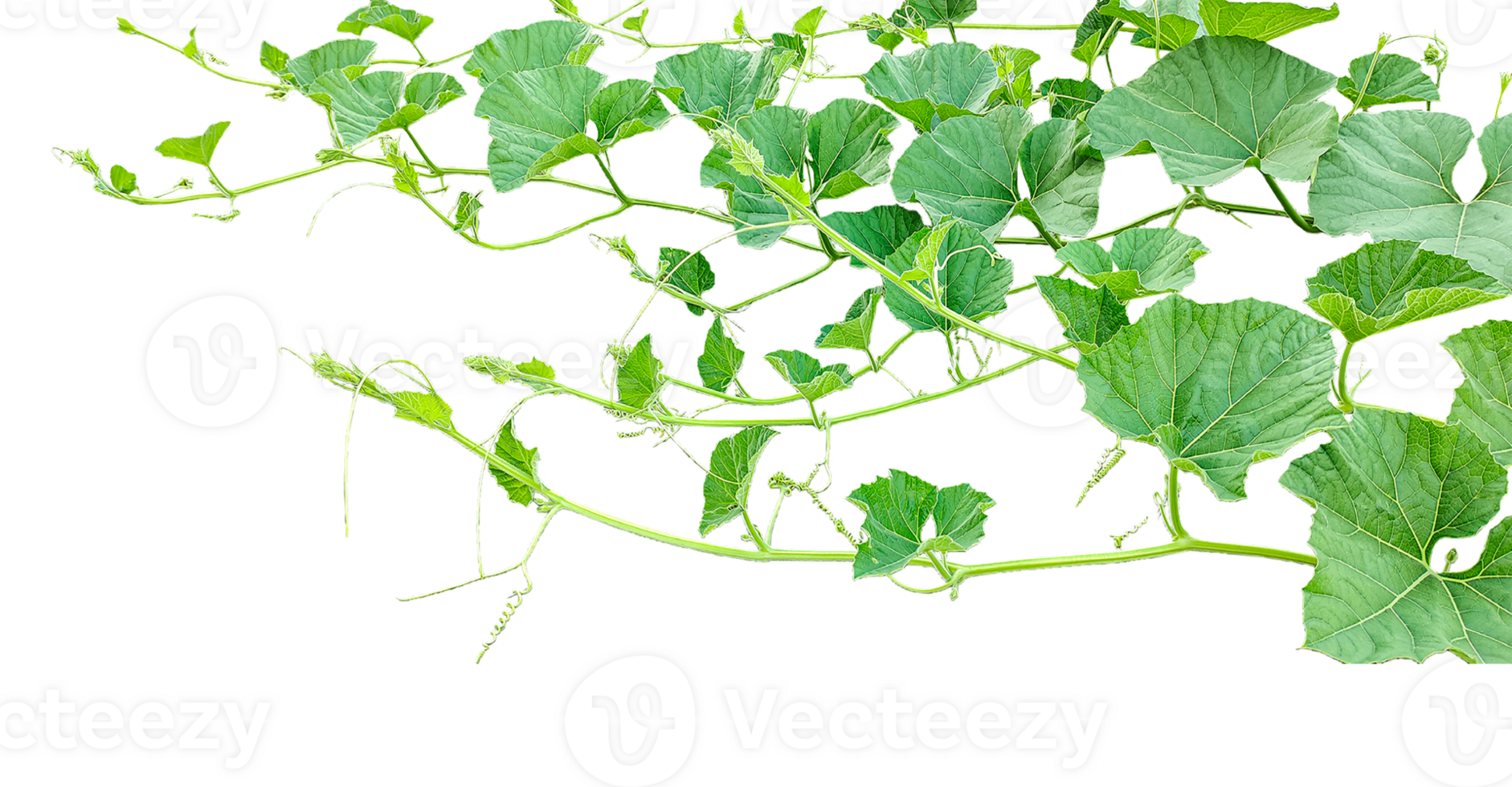 a gourd vine with green leaves isolated on background, ,branch of a tree, a plant bush with green leaves on it, a gourd plant with green leaves on a transparent background, a gourd vine with gree png