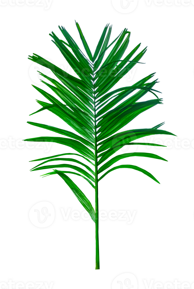 green palm tree branch isolated on background, A Green Betel nut tree branch on transparent background, a palm tree with leaves on a transparent background png