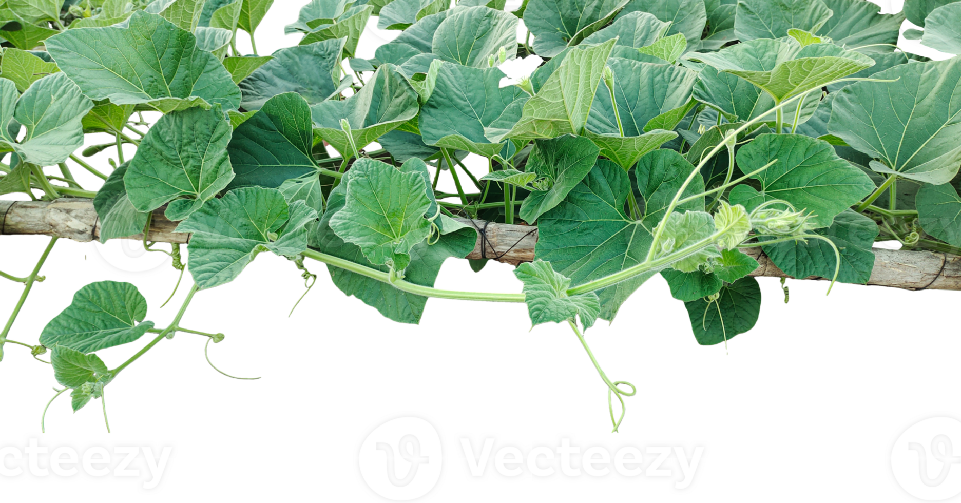branch of a tree with leaves, a gourd plant with green leaves and leaves on a branch, a gourd plant growing on a branch, png