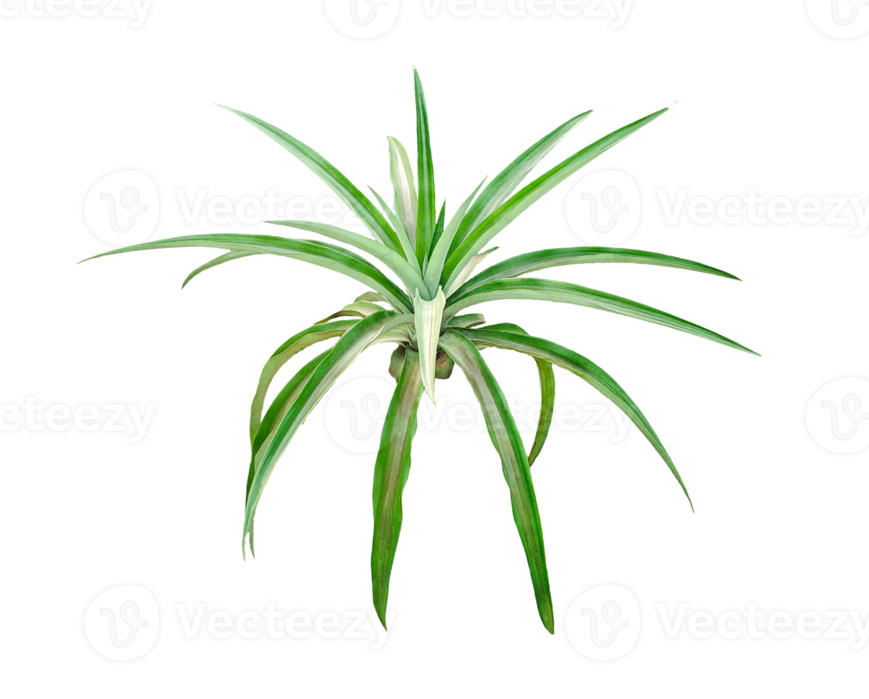 air plant close up photography on transparent background, A Top-Down View of Vibrant Green Leaves Radiating Outward, green color spider plant on , leaf isolated on , air tree isolated, png