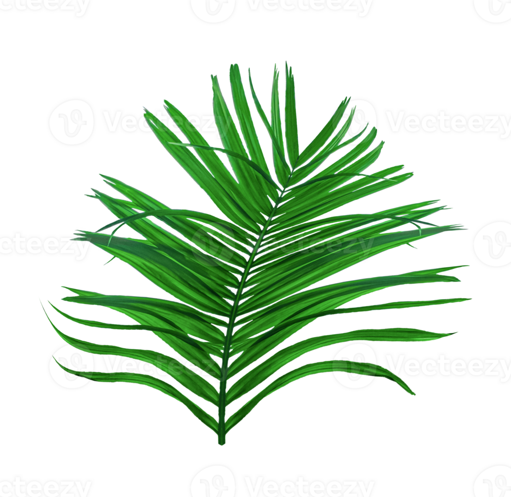 green palm tree branch isolated on background, A Green Betel nut tree branch on transparent background, a palm tree with leaves on a transparent background png
