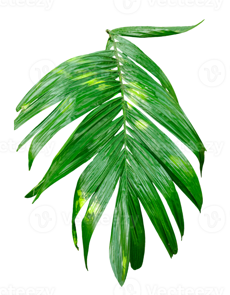 A single Betel nut tree branch close up image on background, palm tree branch photo, Betel nut tree branch isolated, palm leaf on transparent background, green palm tree branch transparent png
