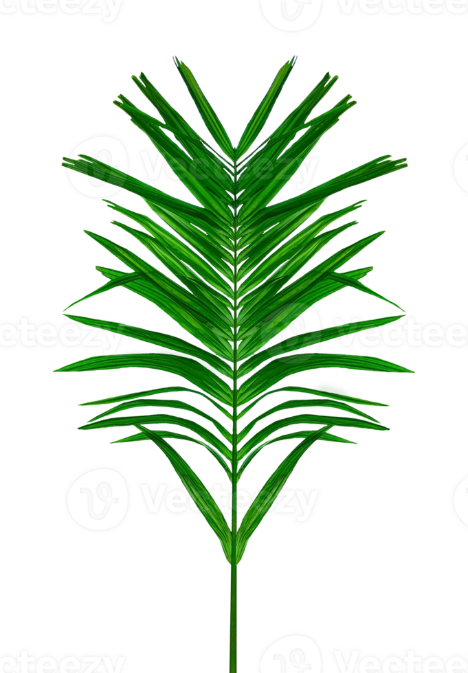 green palm tree branch isolated on background, A Green Betel nut tree branch on transparent background, a palm tree with leaves on a transparent background png