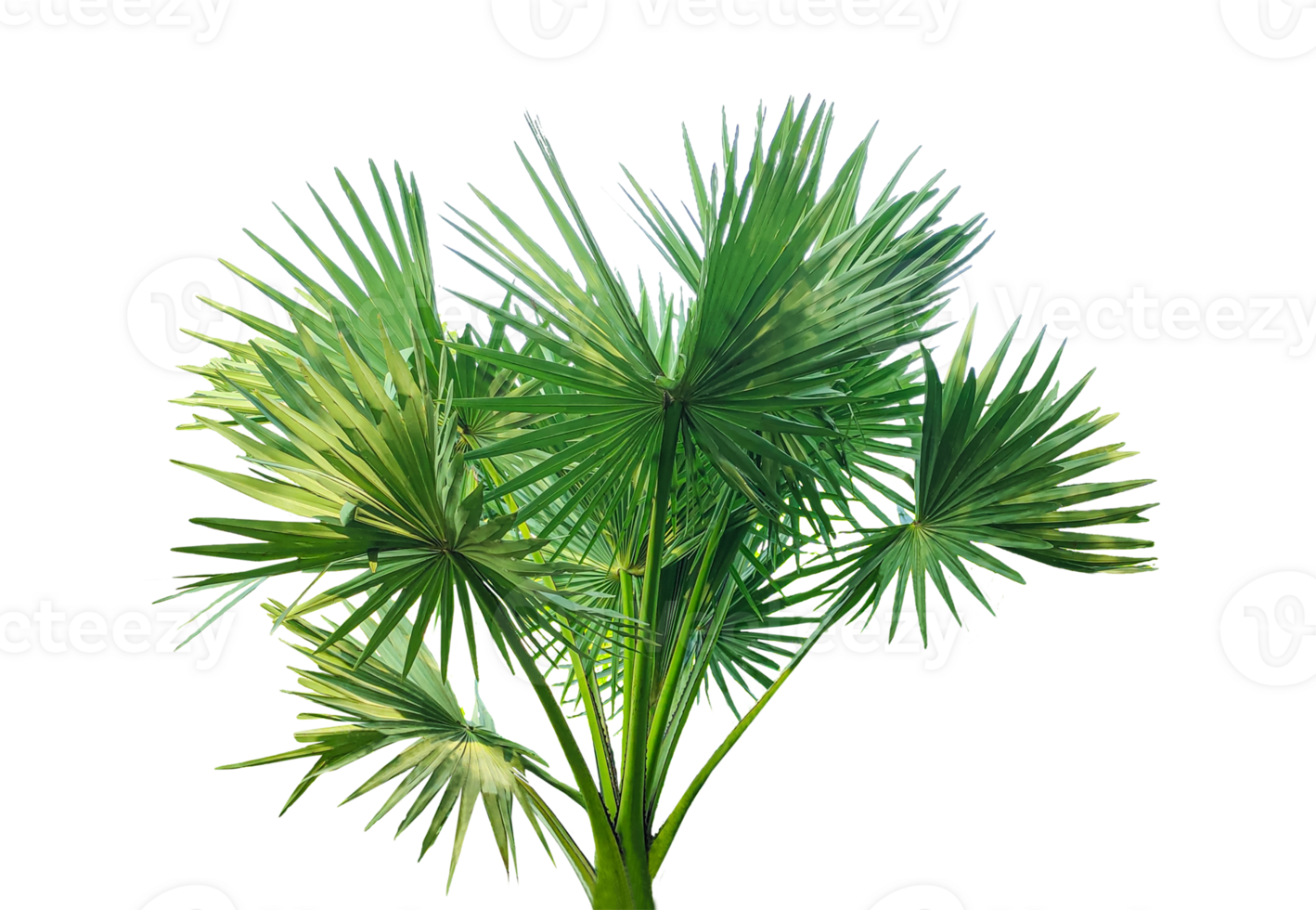palm plant isolated on , A fan palm tree with leaves on a background, palm tree on transparent background, palmyra fruit plant image, png
