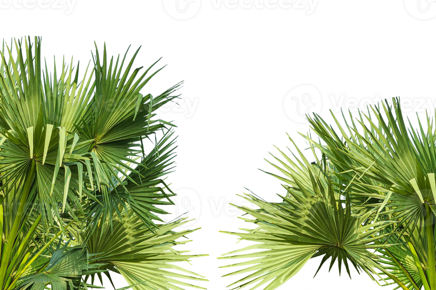 two palm trees frame mockup on a transparent background, palm tree isolated, A image of Palm tree Frame perfect for design, nature-themed projects, or as a decorative element, Lush Green Fan palm png