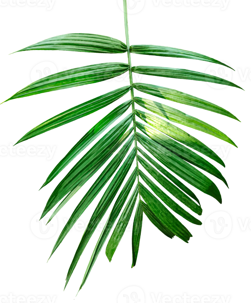 A Green Betel nut tree branch isolated, palm leaf on transparent background, green palm tree branch isolated on white background, A Green Betel nut tree branch on background, png