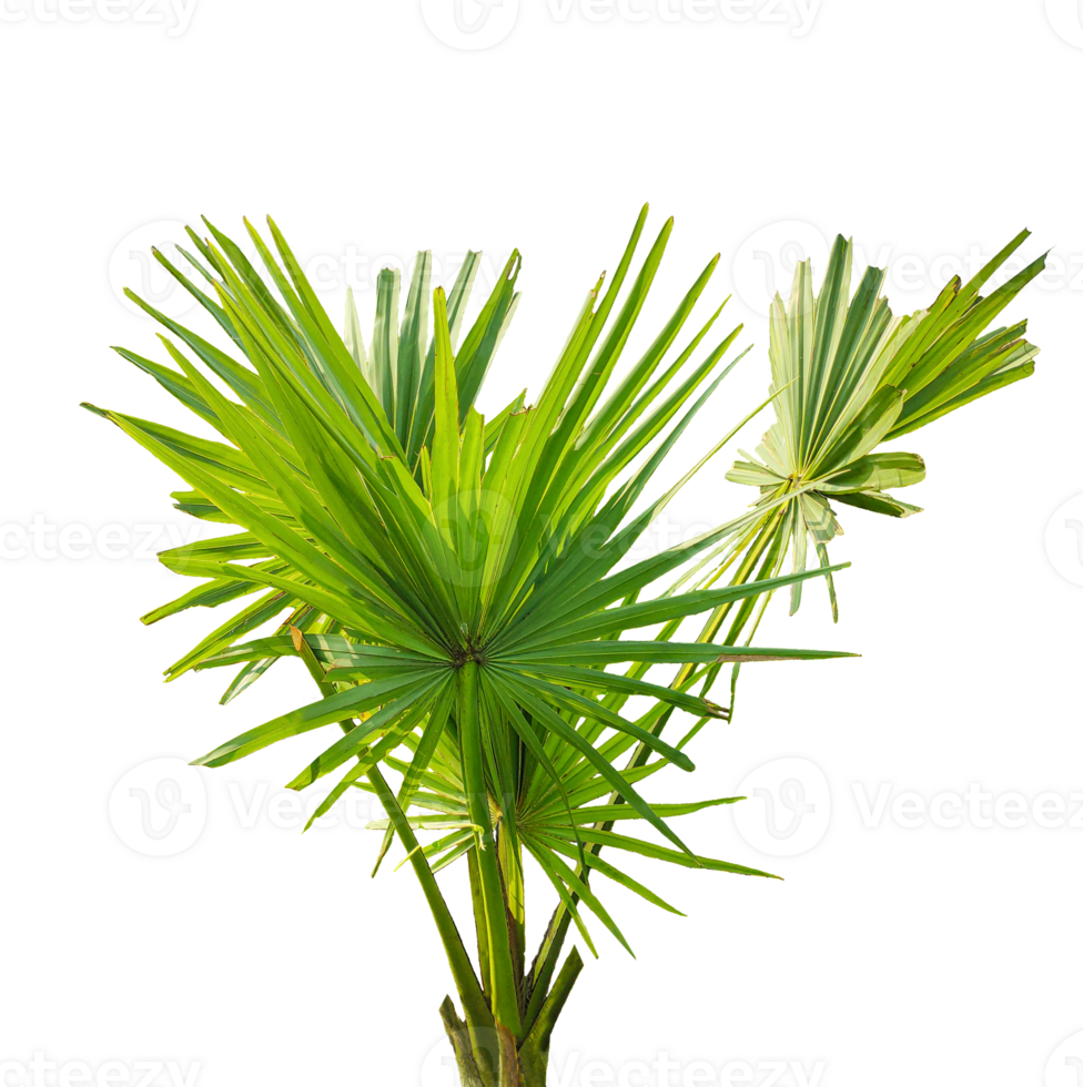 palm plant isolated on , A fan palm tree with leaves on a background, palm tree on transparent background, palmyra fruit plant image, png