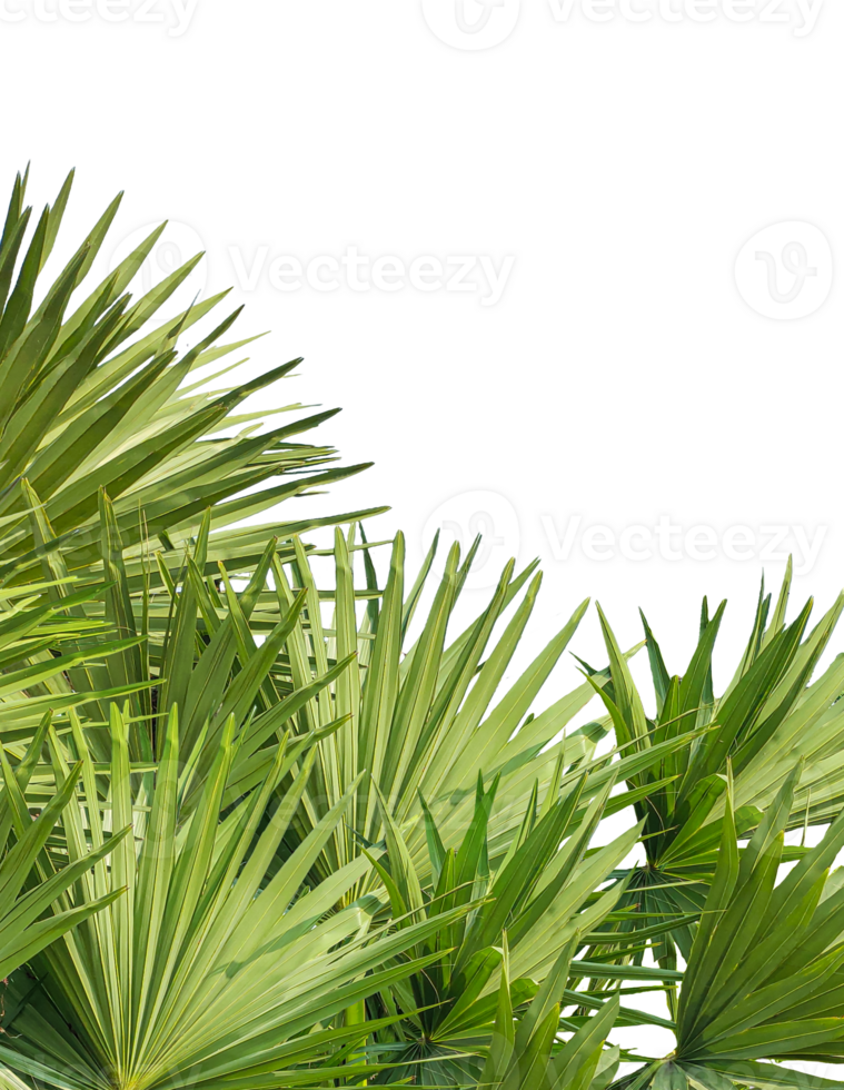 palm leaves on a transparent background, palm trees frame mockup on a transparent background, palm tree isolated on , A image of Palm tree png