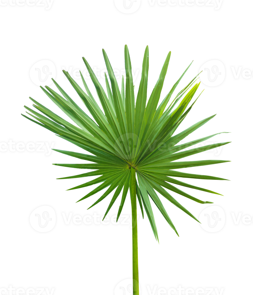 A fan palm leaf on transparent background, palmyra fruit tree branch isolated on background png