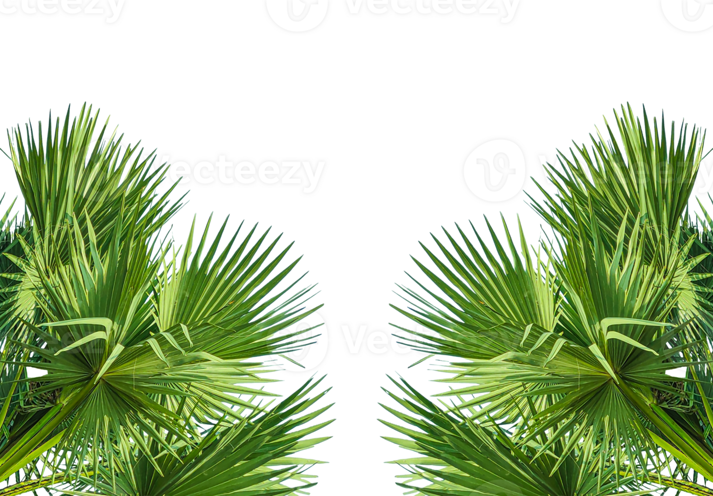 two palm trees frame mockup on a transparent background, palm tree isolated, A image of Palm tree Frame perfect for design, nature-themed projects, or as a decorative element, Lush Green Fan palm png