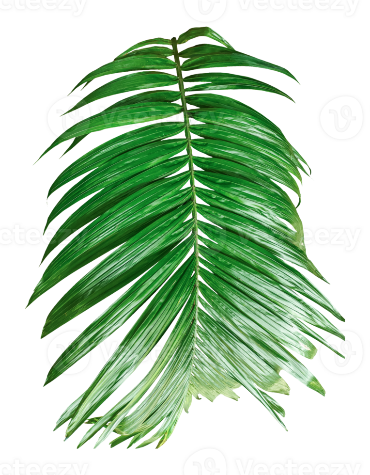 A Green Betel nut tree branch isolated, palm leaf on transparent background, green palm tree branch isolated on white background, A Green Betel nut tree branch on background, png