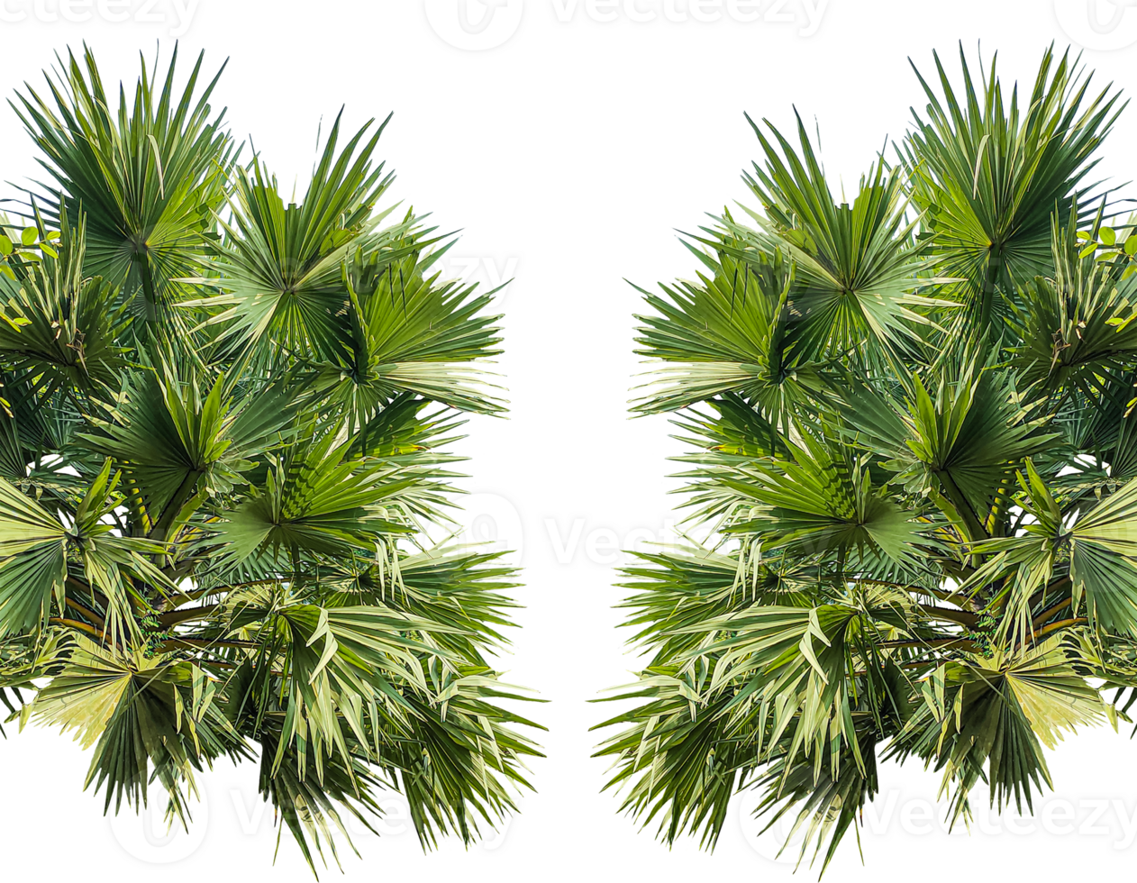 two palm trees frame mockup on a transparent background, A image of Palm tree Frame perfect for design, nature-themed projects, or as a decorative element, Lush Green Fan palm tree Leaves png