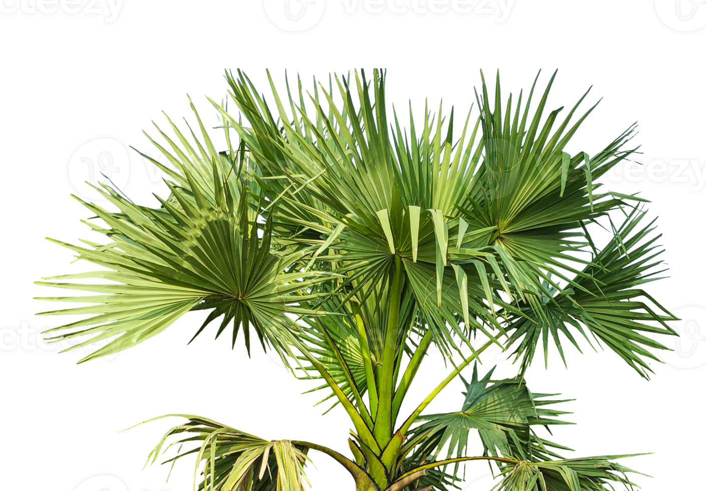 palm plant isolated on , A fan palm tree with leaves on a background, palm tree on transparent background, palmyra fruit plant image, png