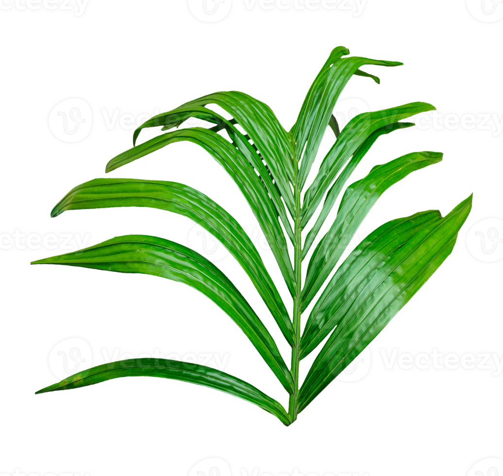 palm leaf on transparent background, A single Betel nut tree branch close up image on background, palm tree branch photo, Betel nut tree branch isolated, palm leaf on transparent background, png