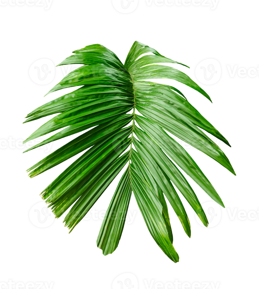 A Green Betel nut tree branch isolated, palm leaf on transparent background, green palm tree branch isolated on white background, A Green Betel nut tree branch on background, png