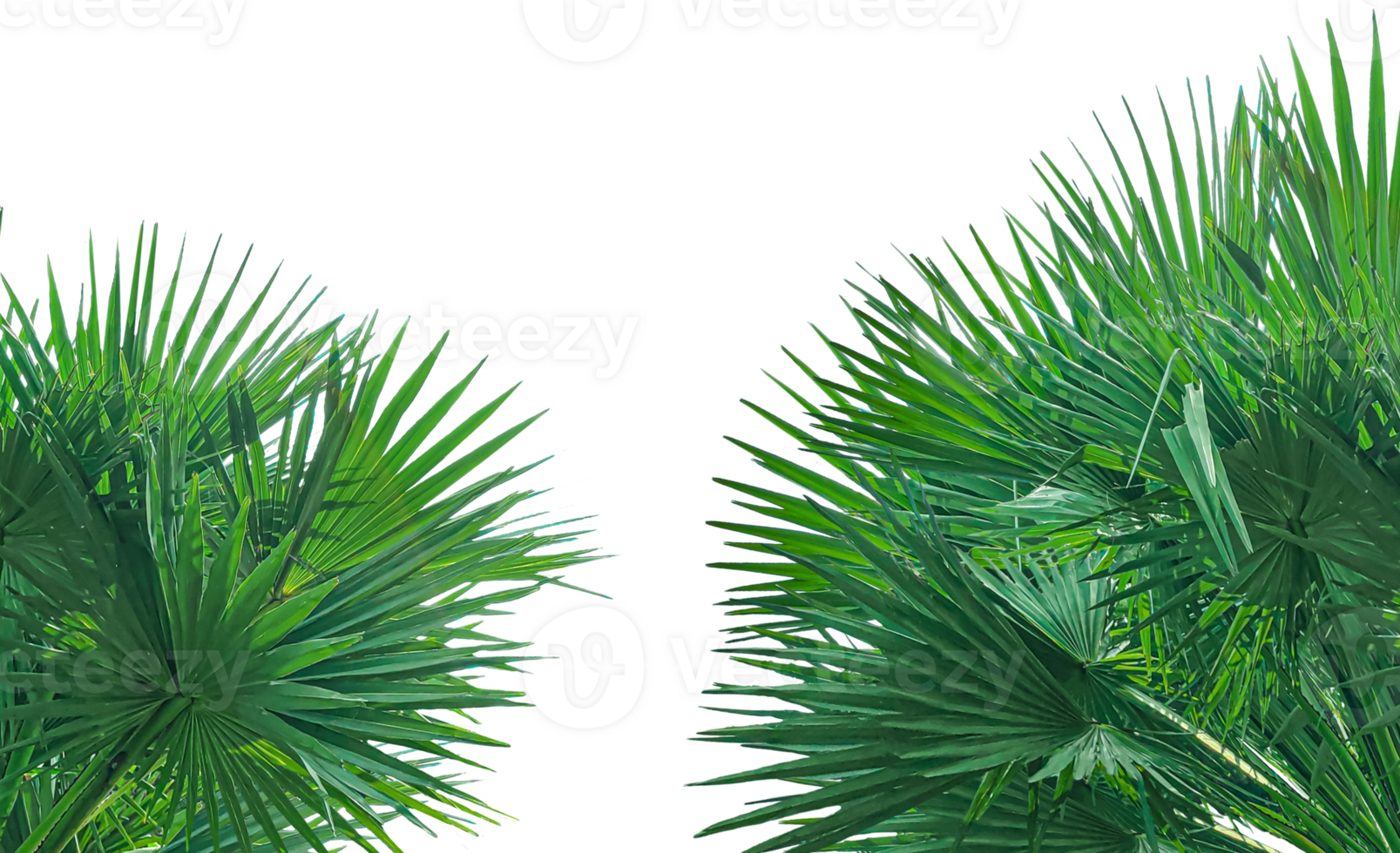 A image of Palm tree Frame perfect for design, nature-themed projects, or as a decorative element, Lush Green Fan palm tree Leaves Arranged in a Balanced Composition on background, palm leaves, png