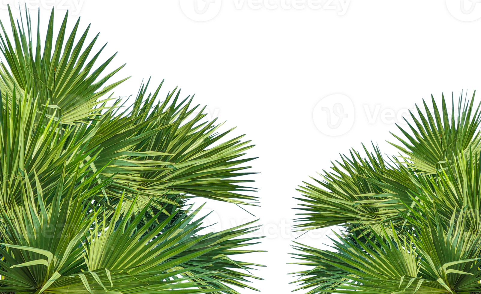 A image of Palm tree Frame perfect for design, nature-themed projects, or as a decorative element, Lush Green Fan palm tree Leaves Arranged in a Balanced Composition on background, palm leaves, png